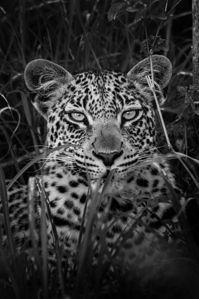 Photograph Joao Martins Pereira I Will Be Watching You on One Eyeland